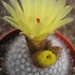 notocactus.rudibuenekeri   4