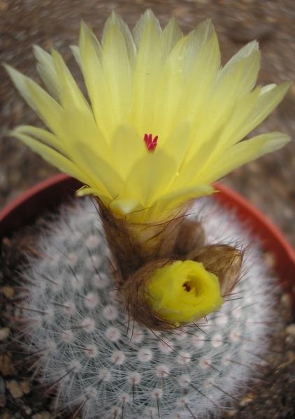 notocactus.rudibuenekeri   4