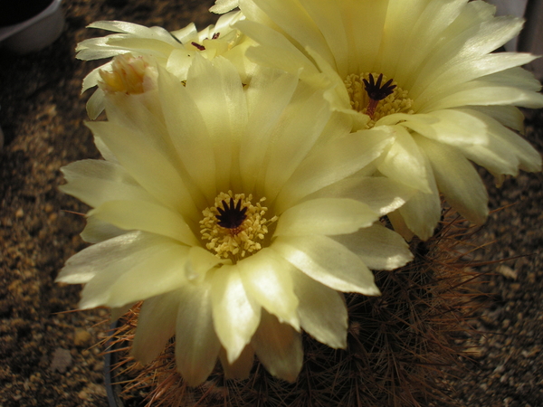 notocactus.schlosseri