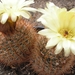 notocactus.schlosseri  3