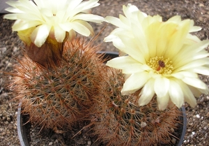 notocactus.schlosseri  3