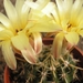 notocactus.submammulosus  kh 89