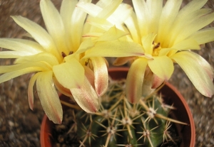 notocactus.submammulosus  kh 89