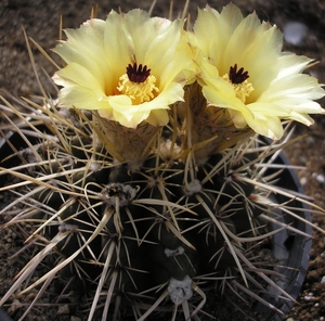 notocactus.tureczeianus.  2