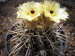 notocactus.tureczekianus