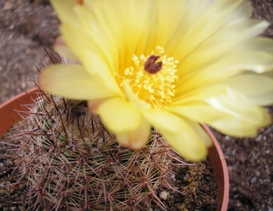 ntocactus.winkleri.  2