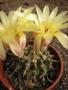 notocactus.submammulosus  kh 89    2