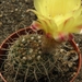 notocactus concinnus . v . nigrispinus                           