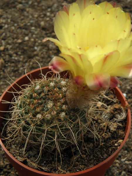 notocactus concinnus . v . nigrispinus                           