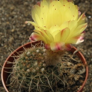 notocactus concinnus . v . nigrispinus  nudem