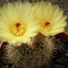 notocactus concinnus parviflorus