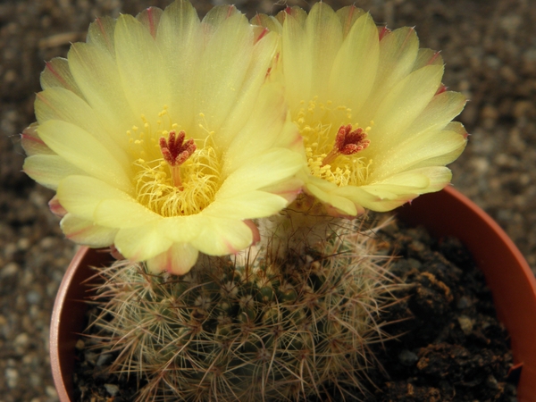 notocactus concinnus parviflorus