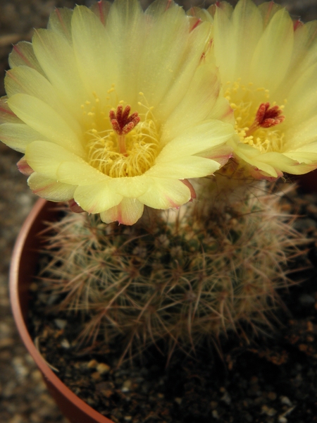 notocactus concinnus parviflorus.                                