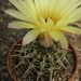 notocactus crassgiibibus gf 33   ( lavrigas )                    