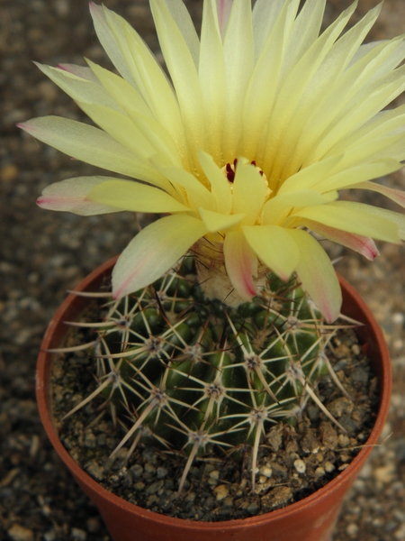 notocactus crassgiibibus gf 33   ( lavrigas )                    