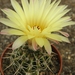 notocactus crassigibbus  gf 33  ( laviras )