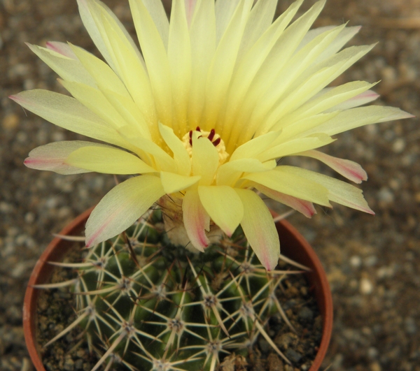 notocactus crassigibbus  gf 33  ( laviras )