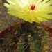 notocactus globularis  wg 267 B -= ws 4                          