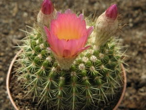 notocactus herteri