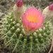 notocactus herteri                                             2