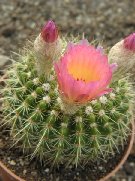 notocactus herteri                                             2