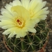 notocactus incomptus  hu 62