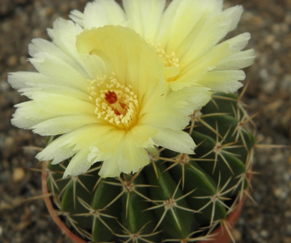 notocactus incomptus  hu 62