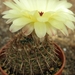 notocactus mammulosus . v . curtinensis  ( dv )