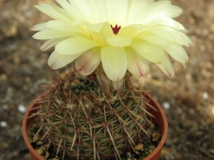 notocactus mammulosus . v . curtinensis  ( dv )