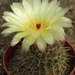 notocactus megalanthus  ( haage)