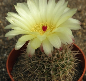 notocactus megalanthus  ( haage)