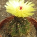 notocactusglobularis  wg 267 B =ws 4