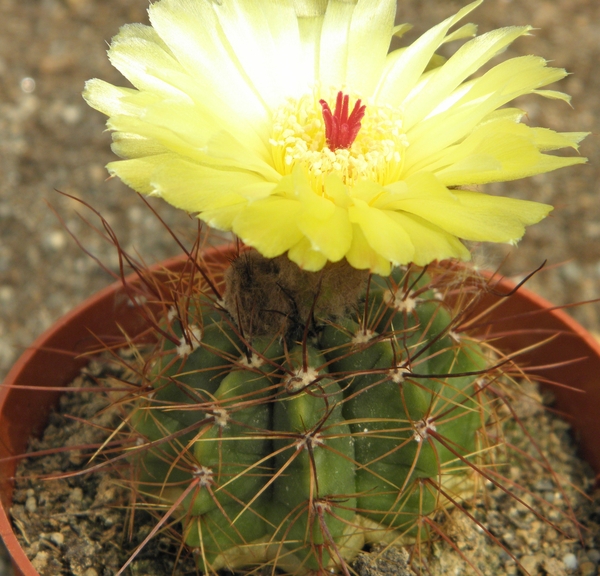 notocactusglobularis  wg 267 B =ws 4