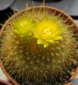 notocactus  sp de herdt.                                         