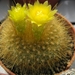 notocactus  sp de herdt