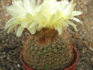 notocactus  sp  wra 21