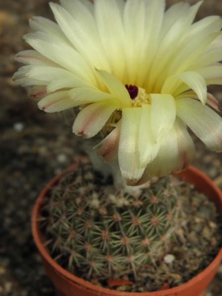 notocactus  ritteriana  ( black form )                           