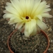 notocactus  ritteriana  ( black form )