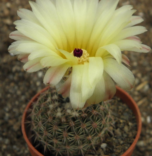 notocactus  ritteriana  ( black form )