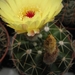 notocactus   incomptus  hu 96                                    