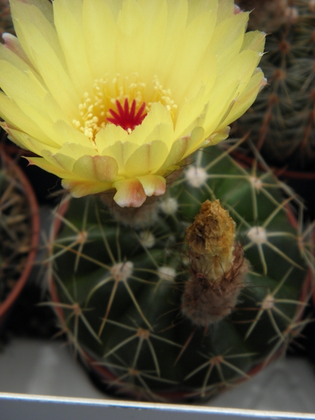 notocactus   incomptus  hu 96                                    