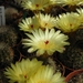 notocactus  apricus  fa caespitosus   gf 1252