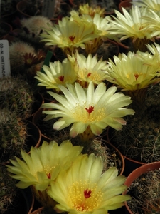 notocactus  apricus  fa caespitosus   gf 1252