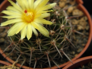 notocactus  archavaletae  gf 299   ( palomas )