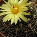 notocactus  archavaletae  gf 299   ( palomas ).                  