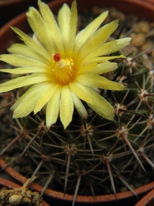 notocactus  archavaletae  gf 299   ( palomas ).                  