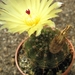 notocactus  blauwianus