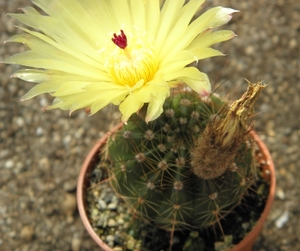 notocactus  blauwianus