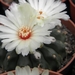 notocactus  calvescens     gf 141