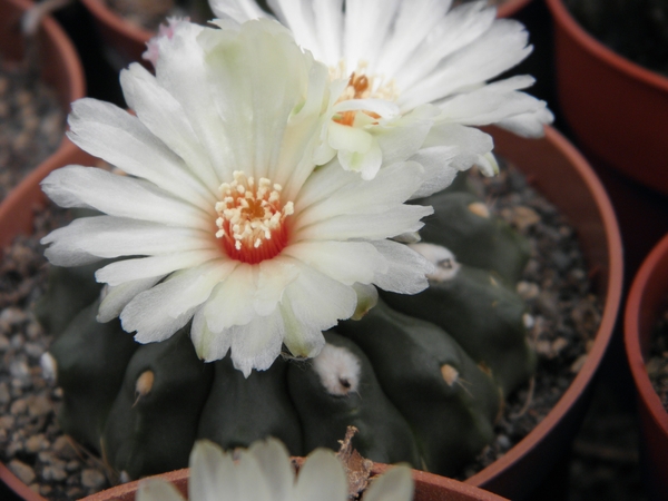 notocactus  calvescens     gf 141